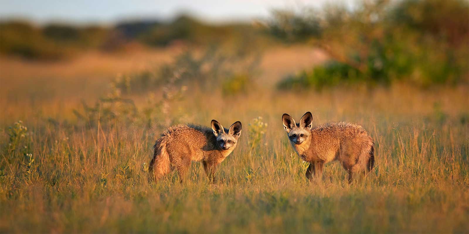 Bat-eared fox in Botswana