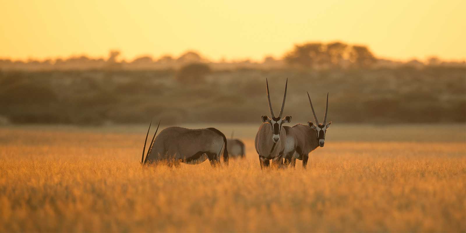Oryx in Central Kalahari Game Reserve, Botswana