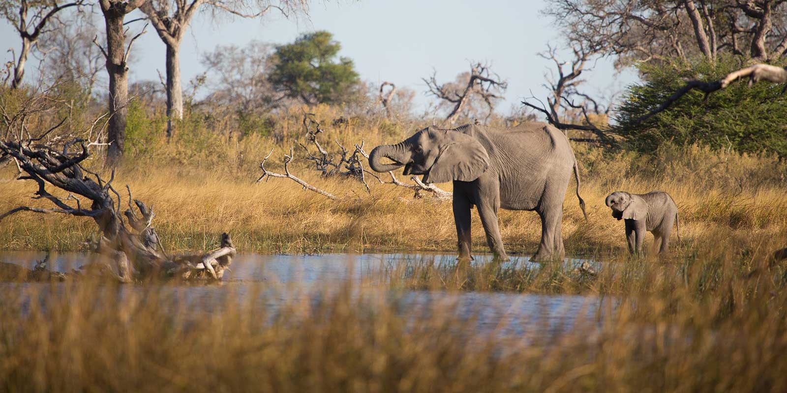 African elephant and baby in Botswana