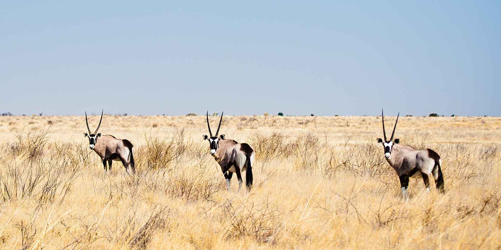Group of oryx in the Kalahari Desert, Botswana