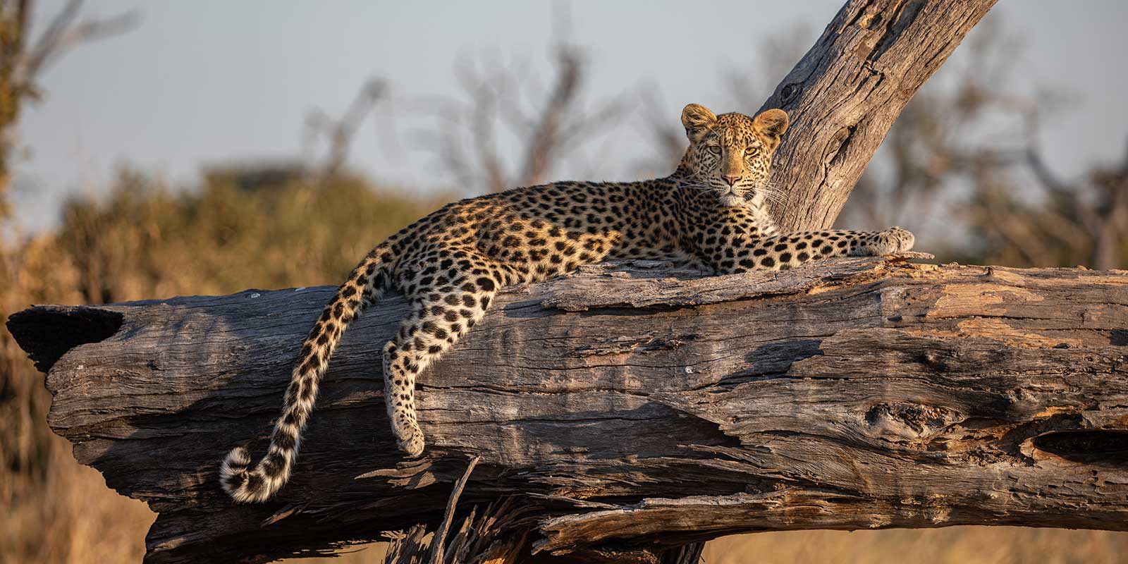Leopard in a tree in Botswana