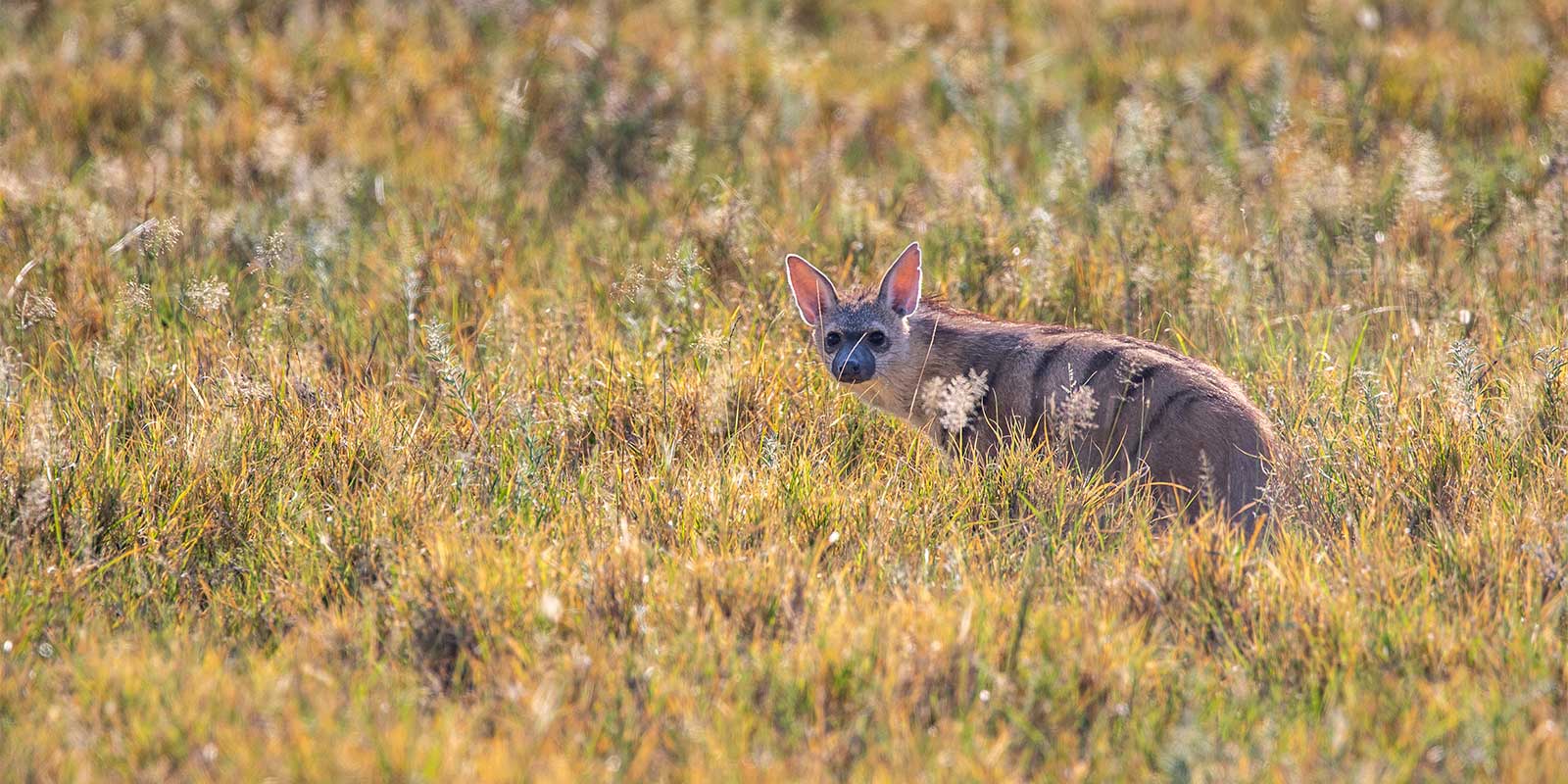 Aardwolf in Makgadikgadi Pans, Botswana