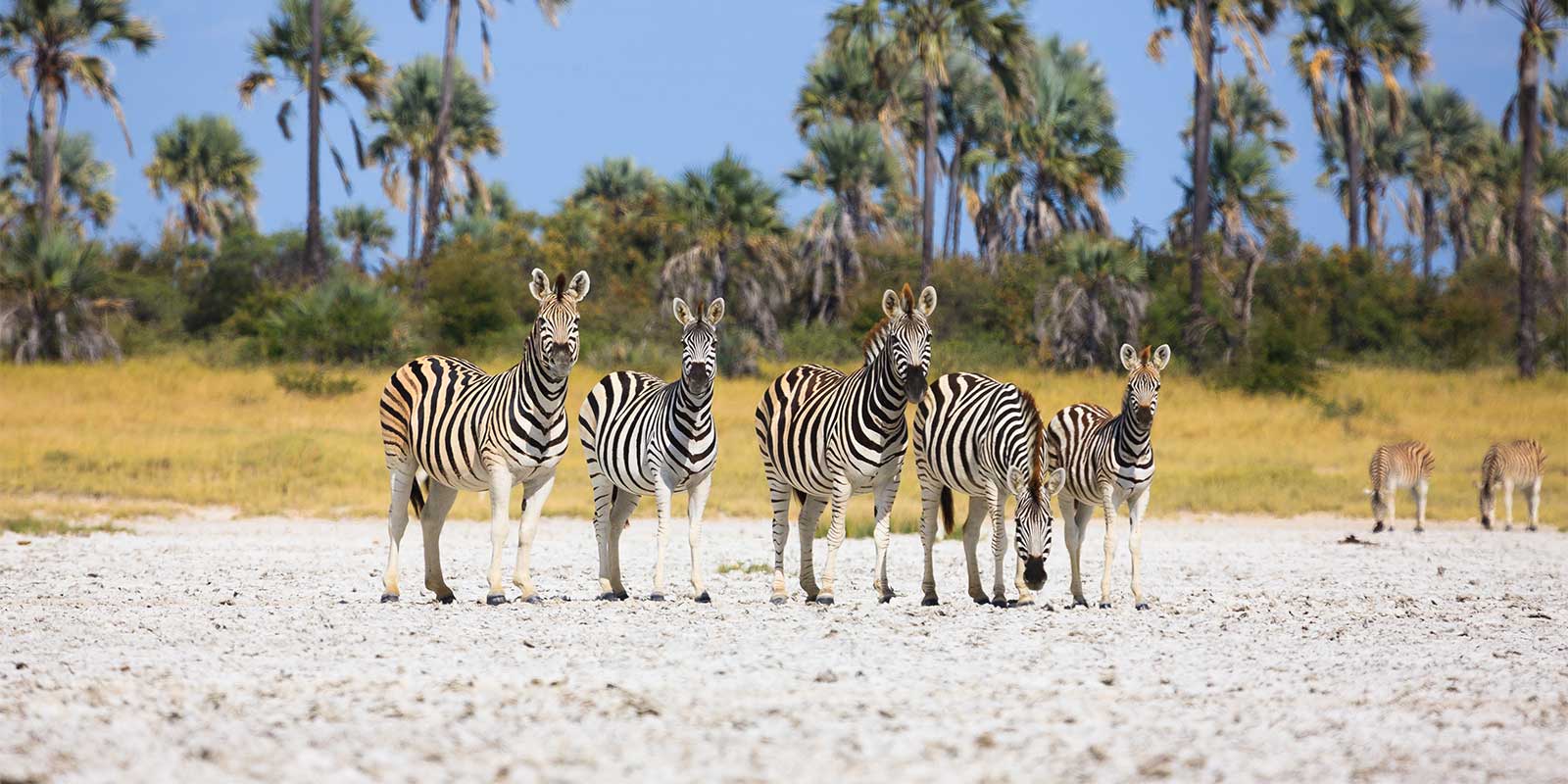 Zebra herd in Nxai Pan National Park, Botswana