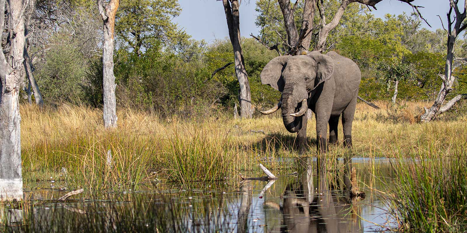 Elephant in the Okavango Delta, Botswana