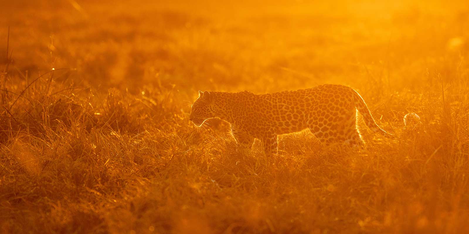 Leopard in the Okavango Delta, Botswana