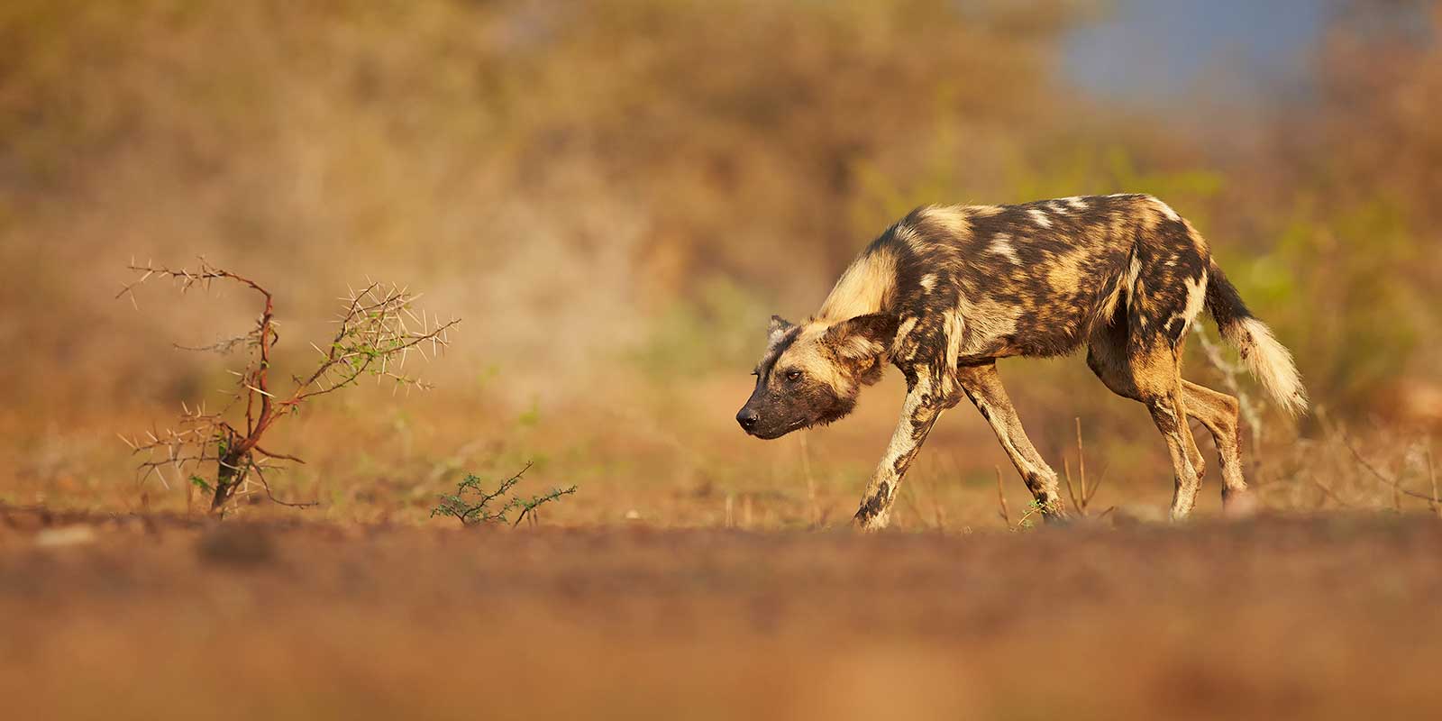 Wild dog in Botswana, Africa