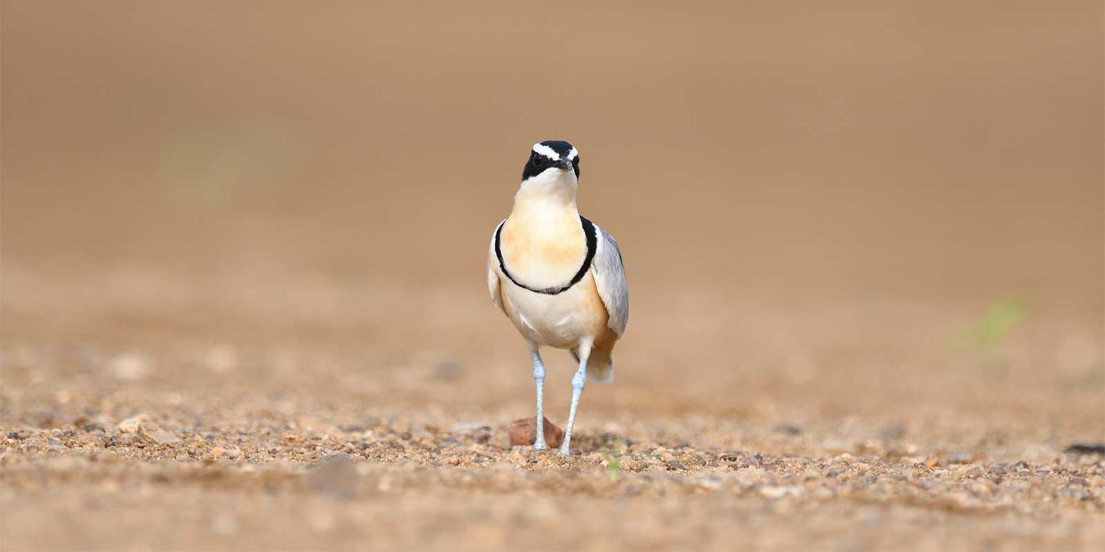 Egyptian plover