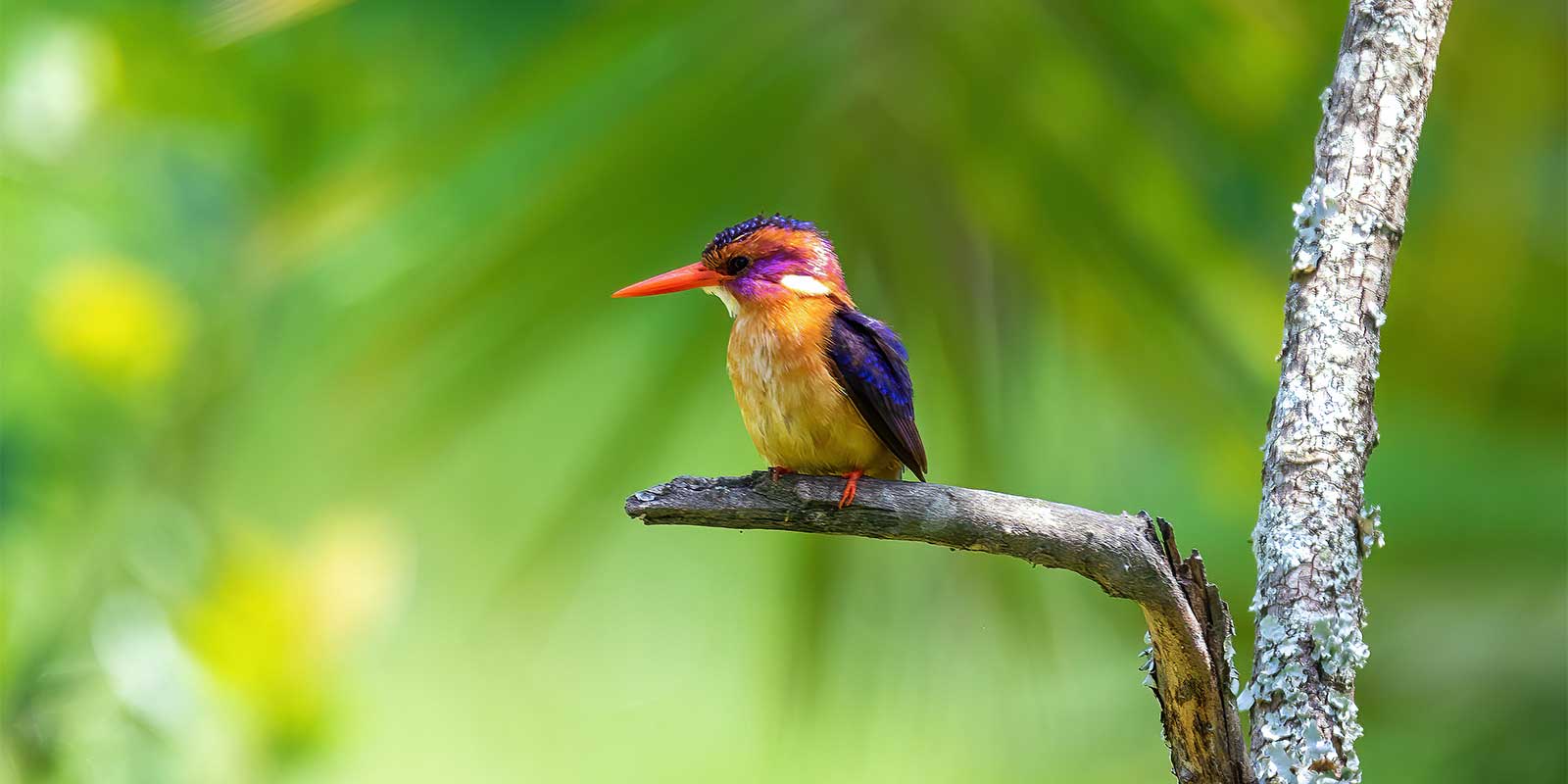 African pygmy kingfisher in Ethiopia
