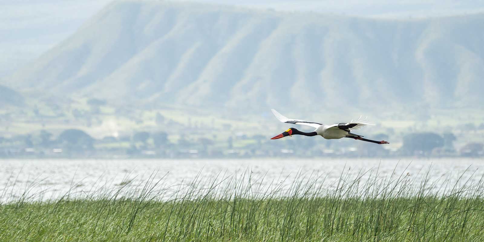 Saddle-bill stork in flight over Awassa