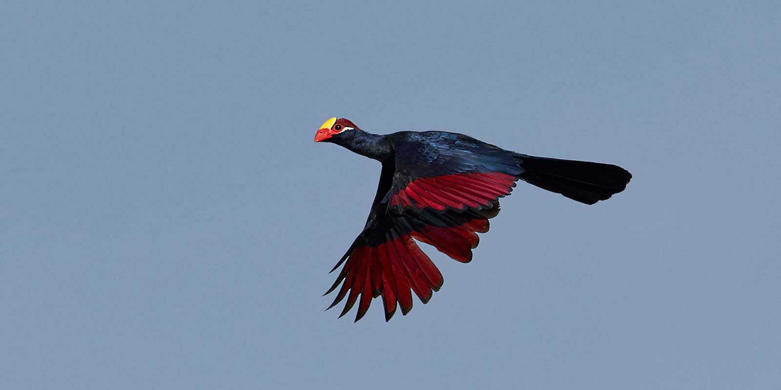 Violet turaco in flight over Gambia