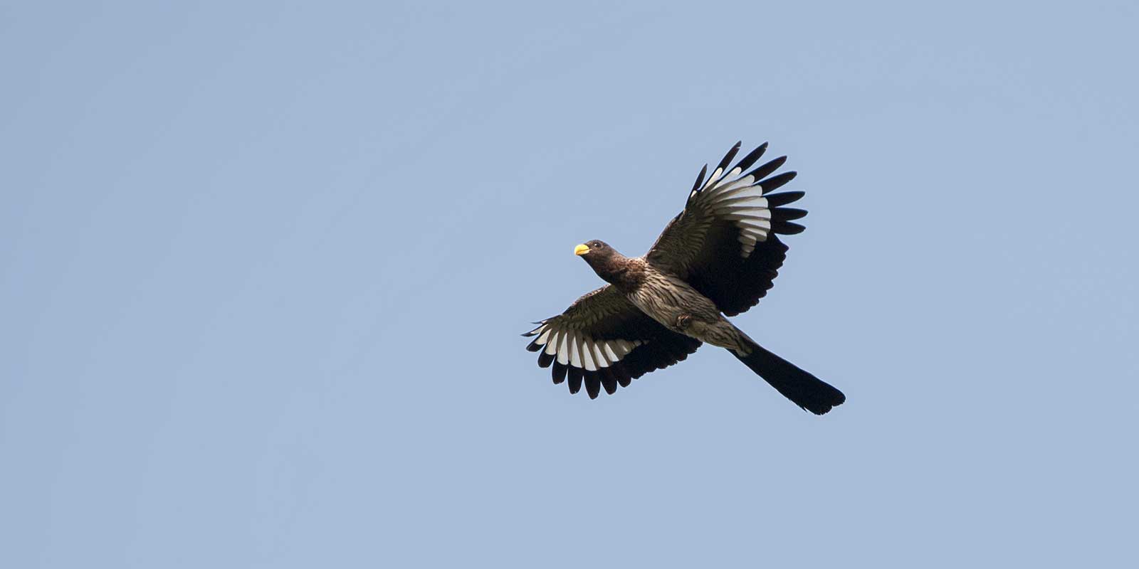 Western grey plantain-eater flying over Abuko Rainforest, Gambia
