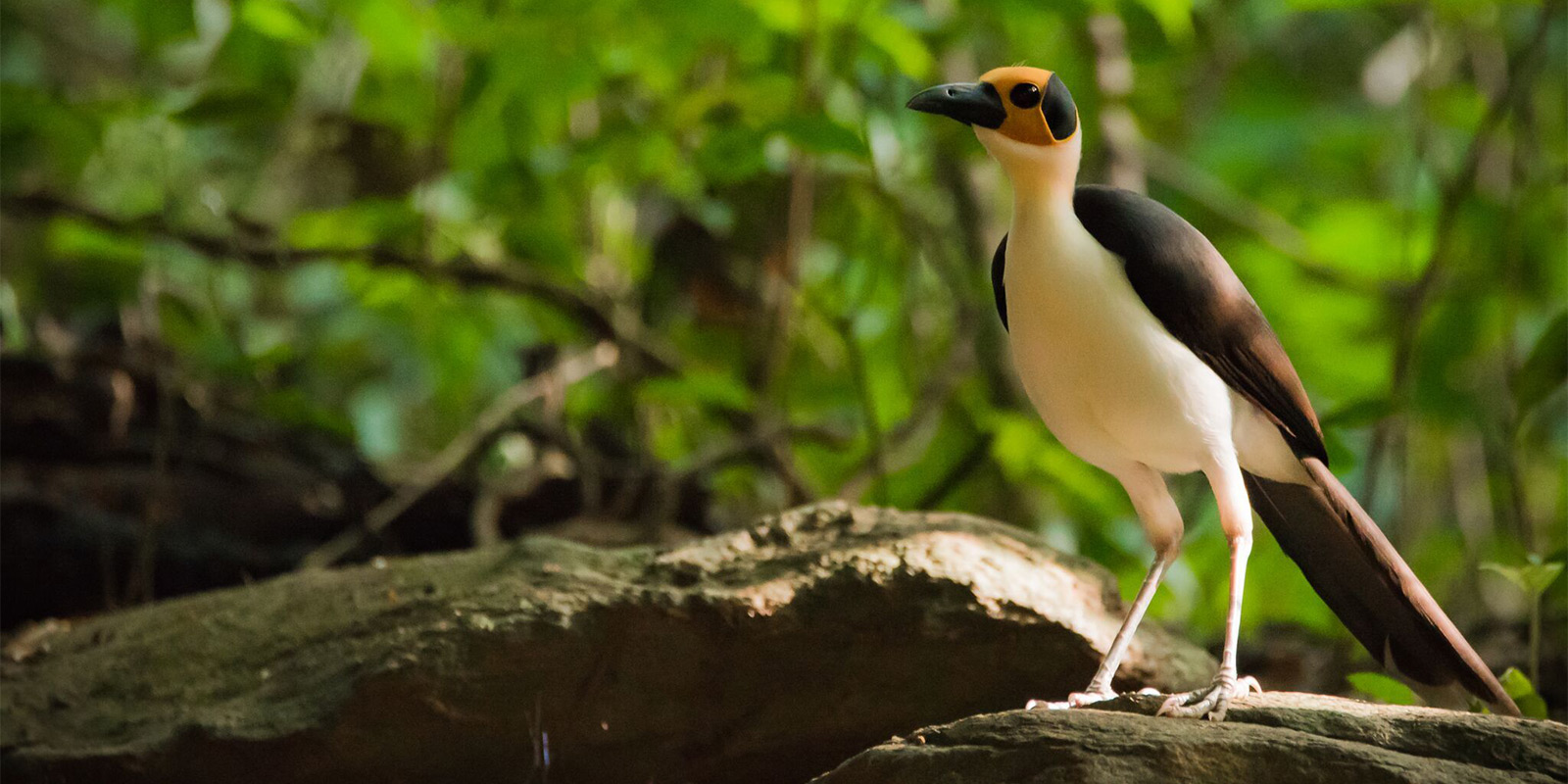 Yellow-headed picathartes in Ghana