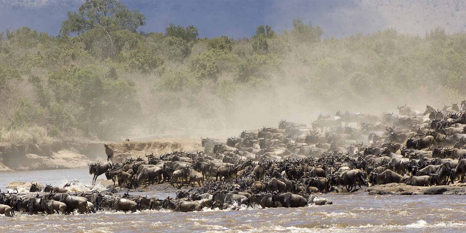 Wildebeest migration in Kenya