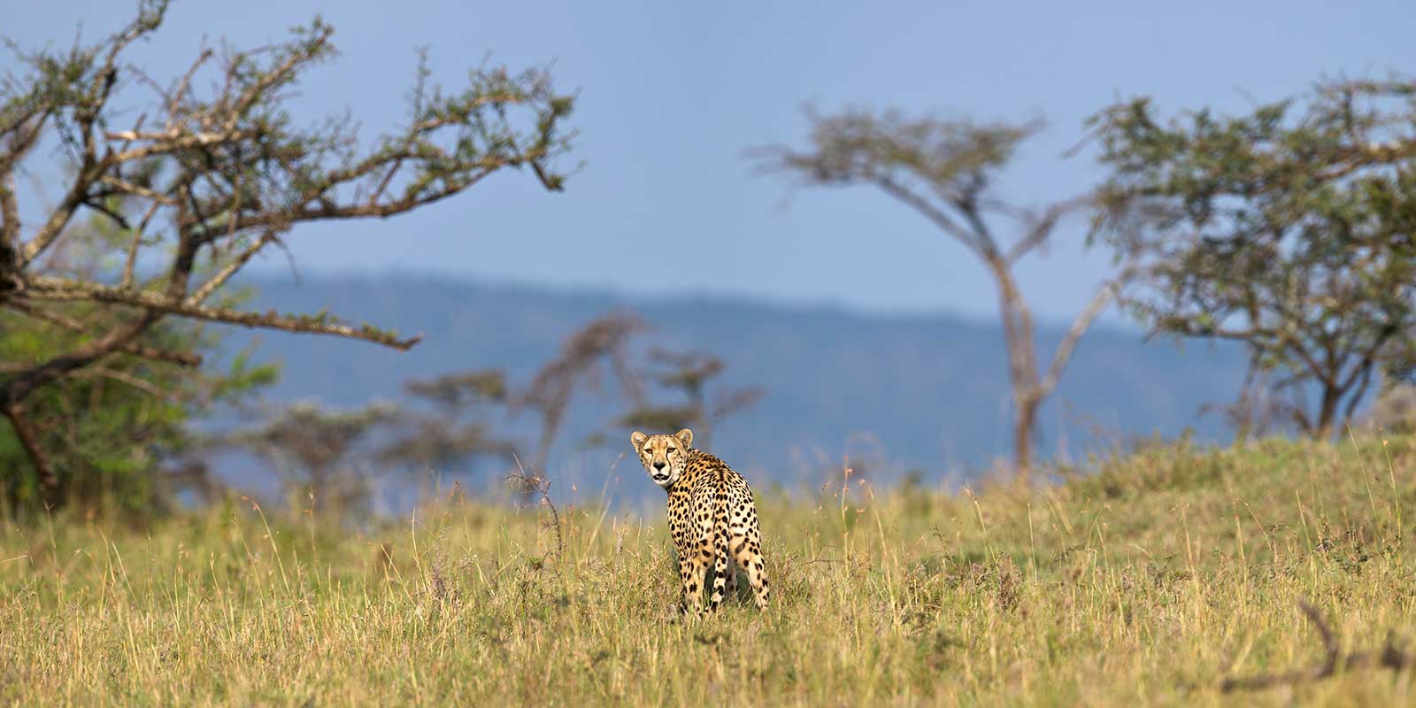 Female cheetah in Ol Kinyei Conservancy.