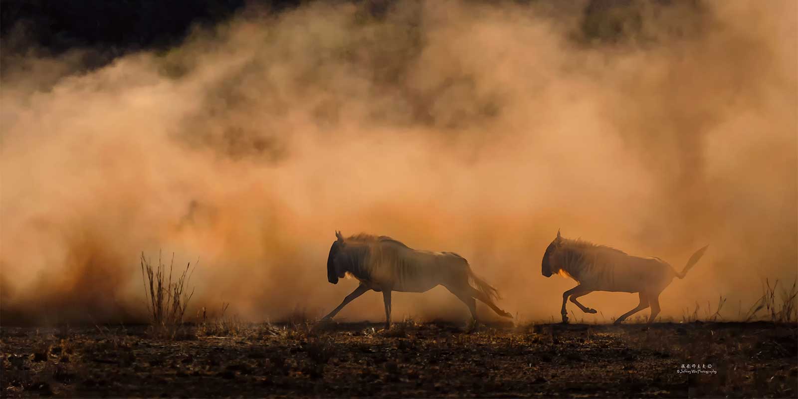 White-bearded wildebeest in Kenya.