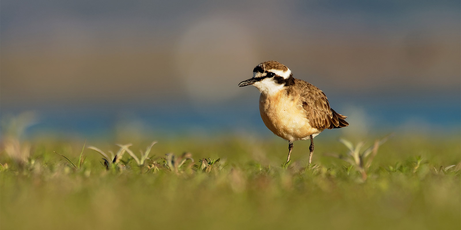 Kittlitz's Plover