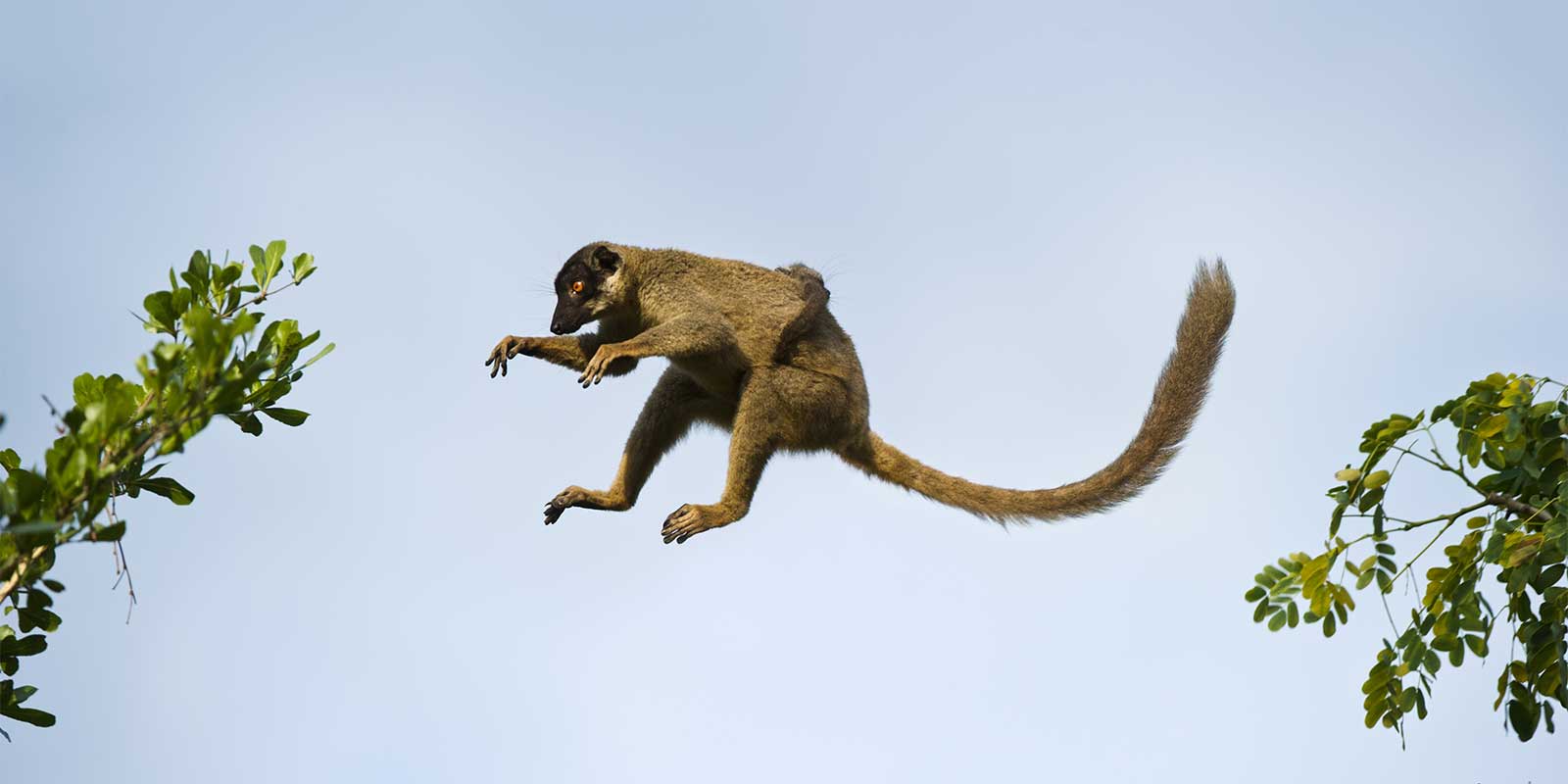 Common brown lemur in Anjajavy Private Reserve, Madagascar