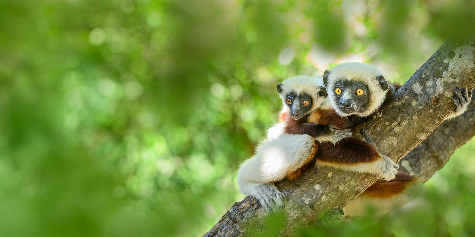 Coquerel's sifaka in Anjajavy Private Reserve, Madagascar