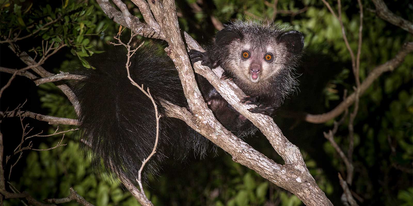 Aye-aye in Madagascar.