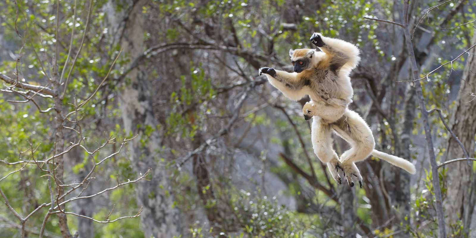 Golden crowned sifaka in Madagascar.