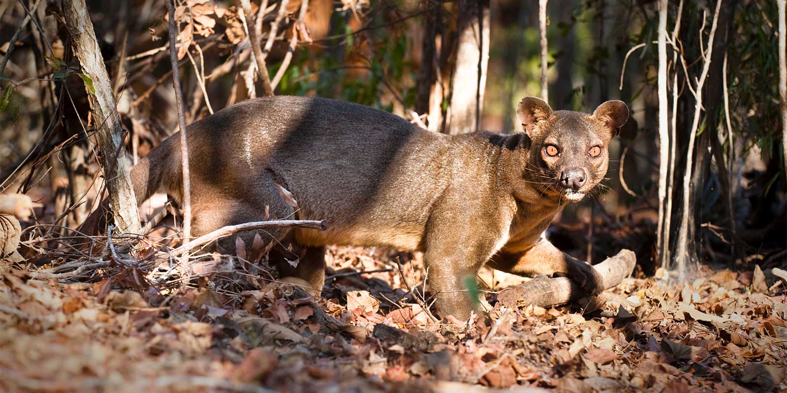 Fosa in Madagascar