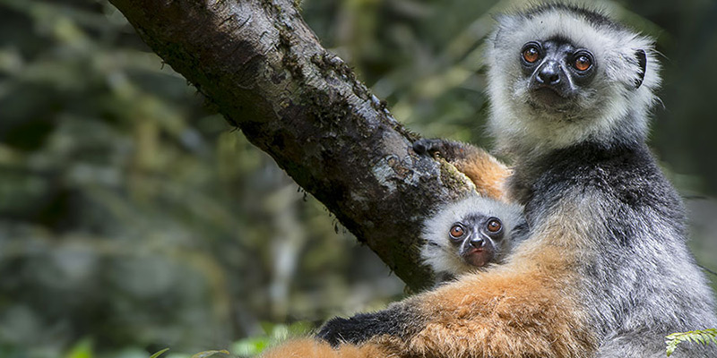 Diademed sifaka in Madagascar.