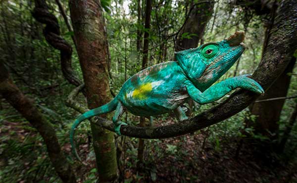 Male parson's chameleon in Andasibe National Park.