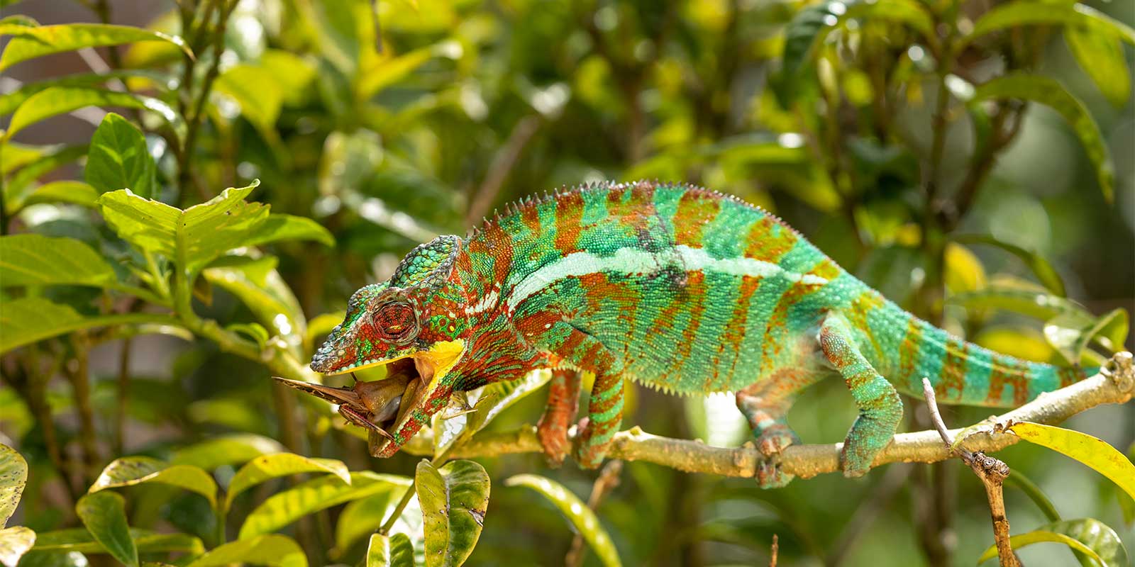 Panther chameleon in Palmarium Reserve, Madagascar