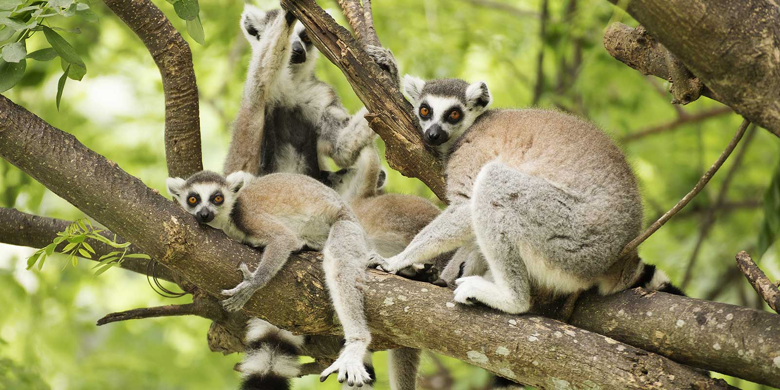 Ring-tailed lemur in Madagascar