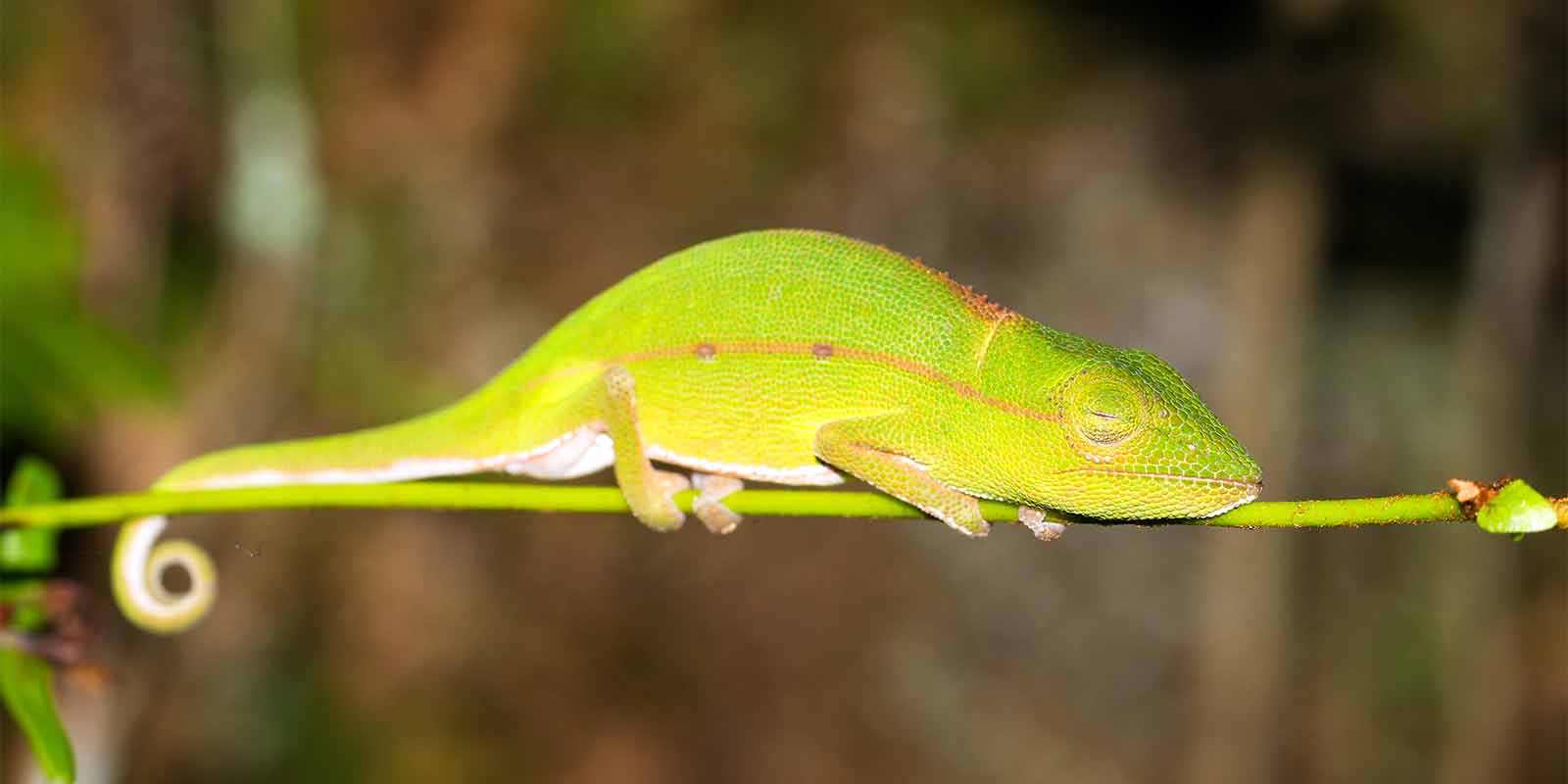 Short-nosed chameleon in Madagascar