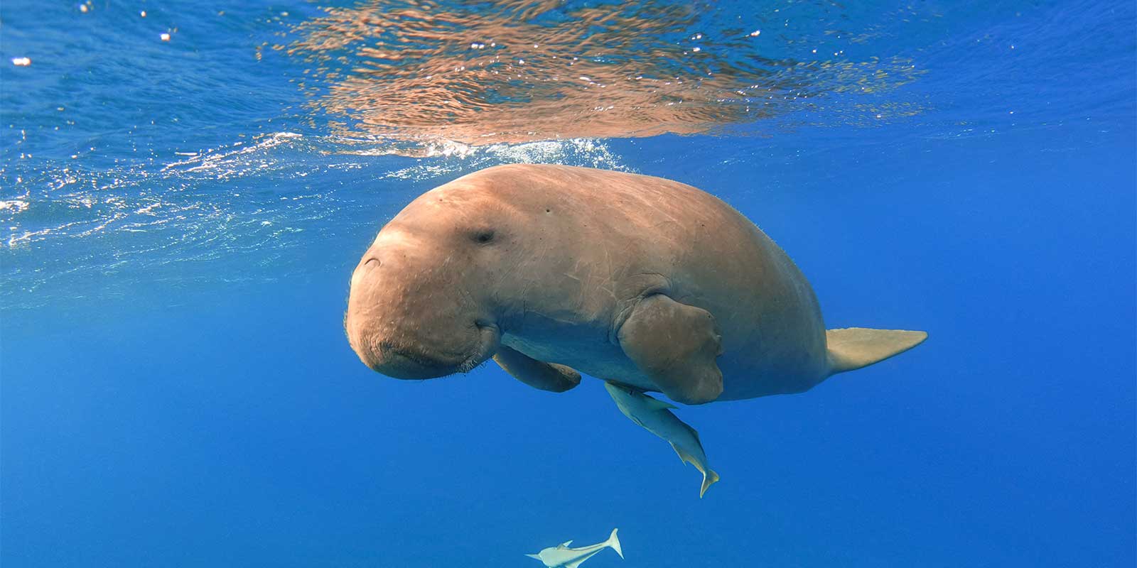 Dugong in Mozambique