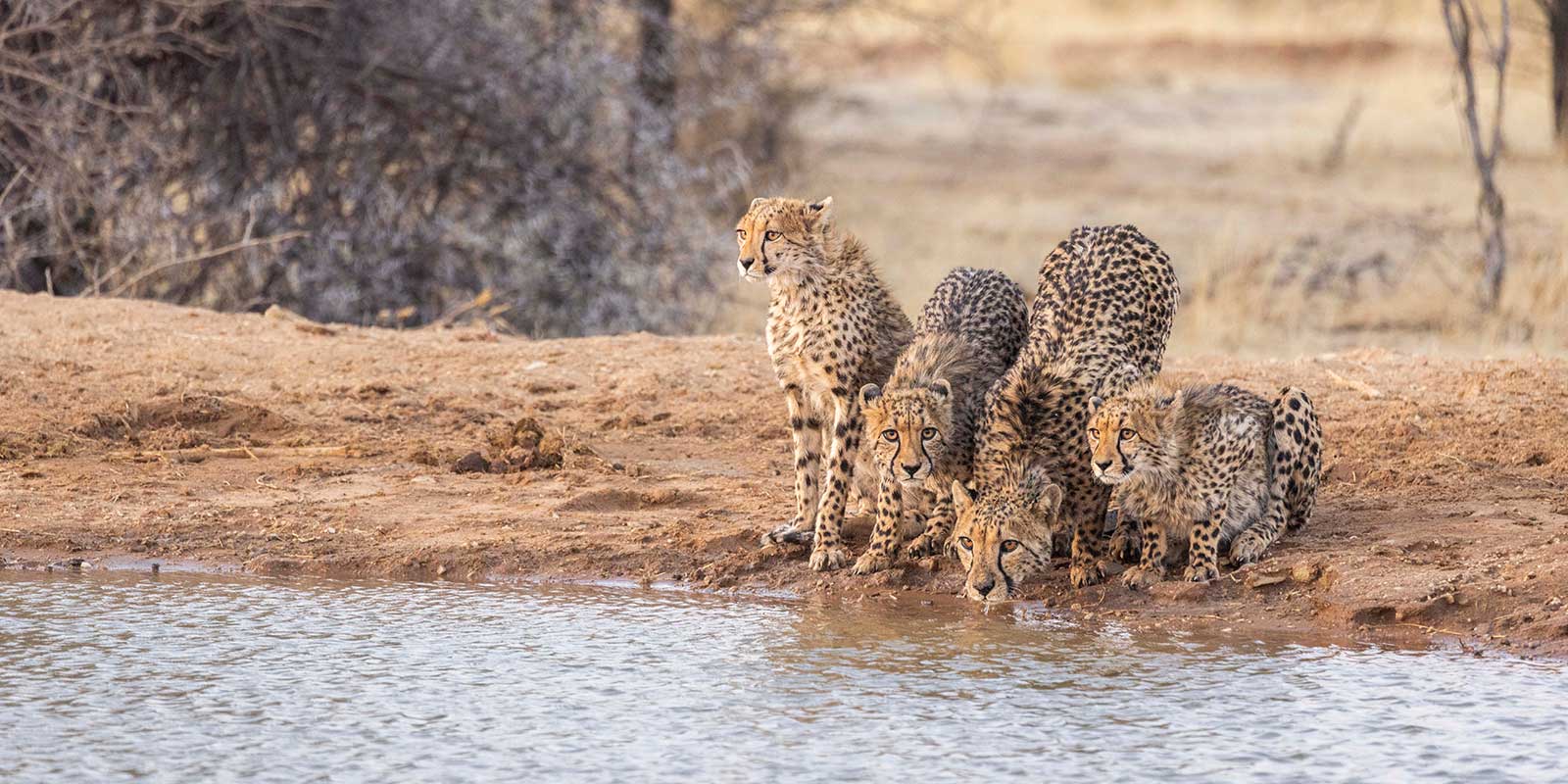 Cheetah family in Erindi, Namibia