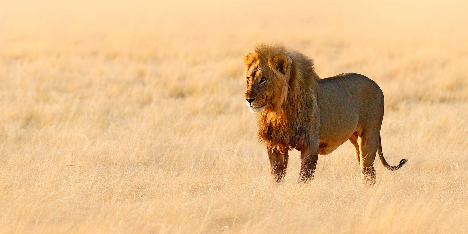 Lion in Etosha National Park, Namibia