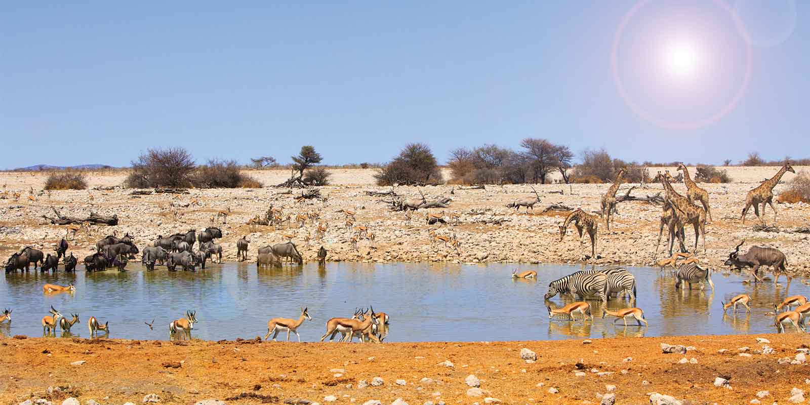 Wildlife gathered around Ongava waterhole, Etosha National Park, Namibia