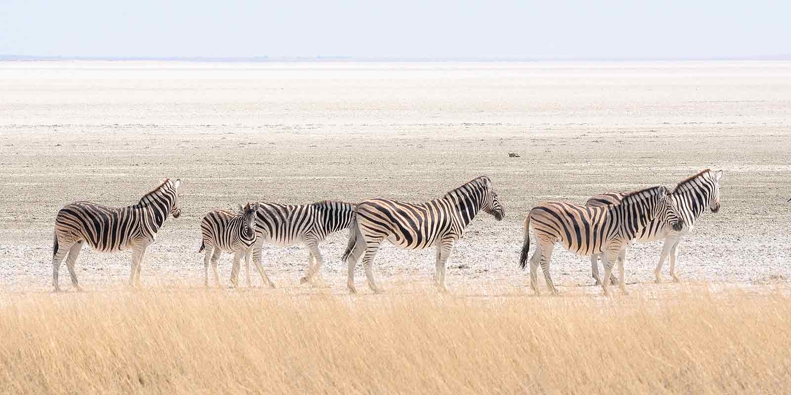 Herd of zebra in Namibia