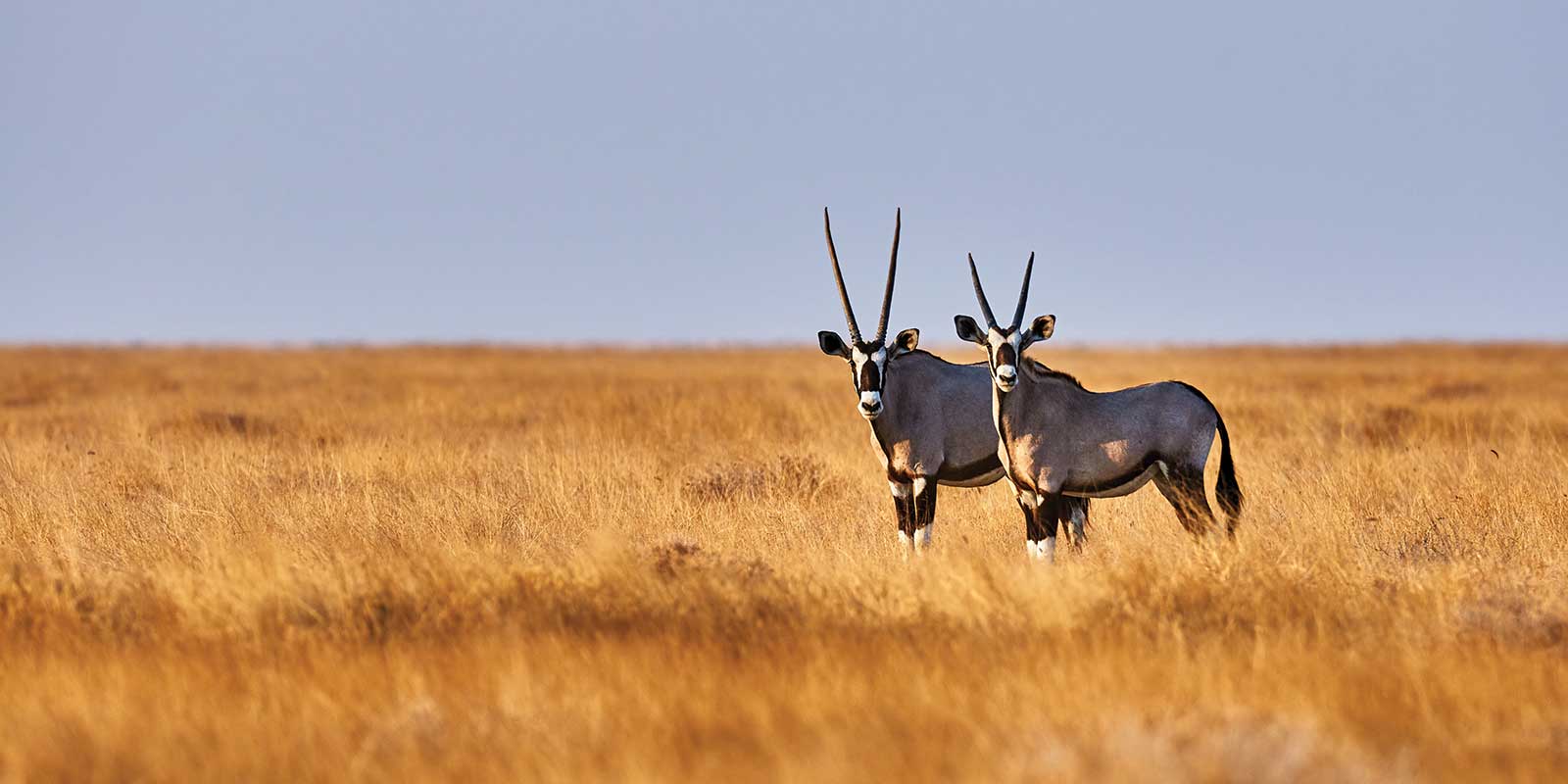 Gemsbok in Etosha National Park, Namibia