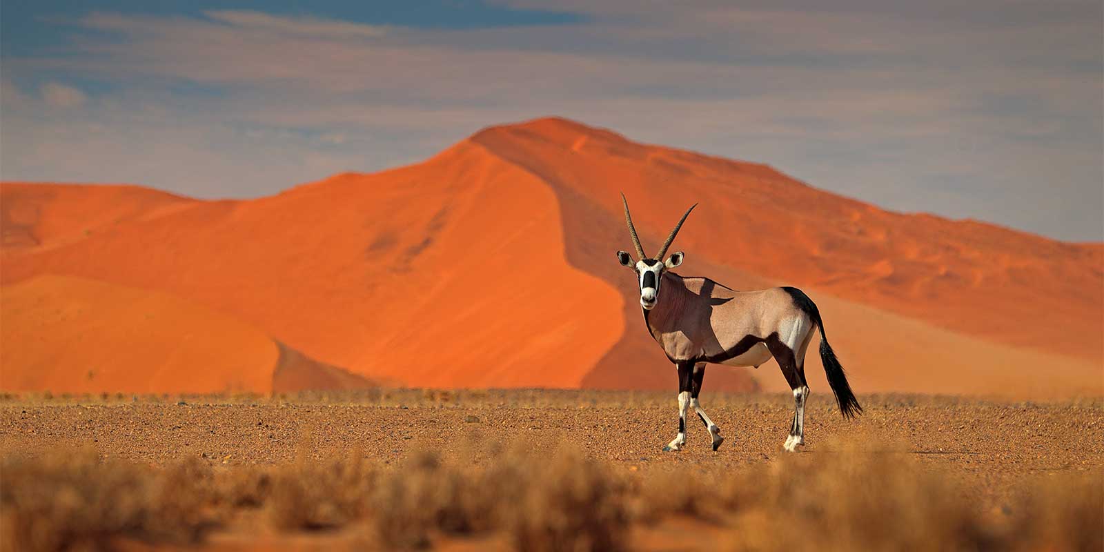 Oryx in Sossusvlei, Namibia