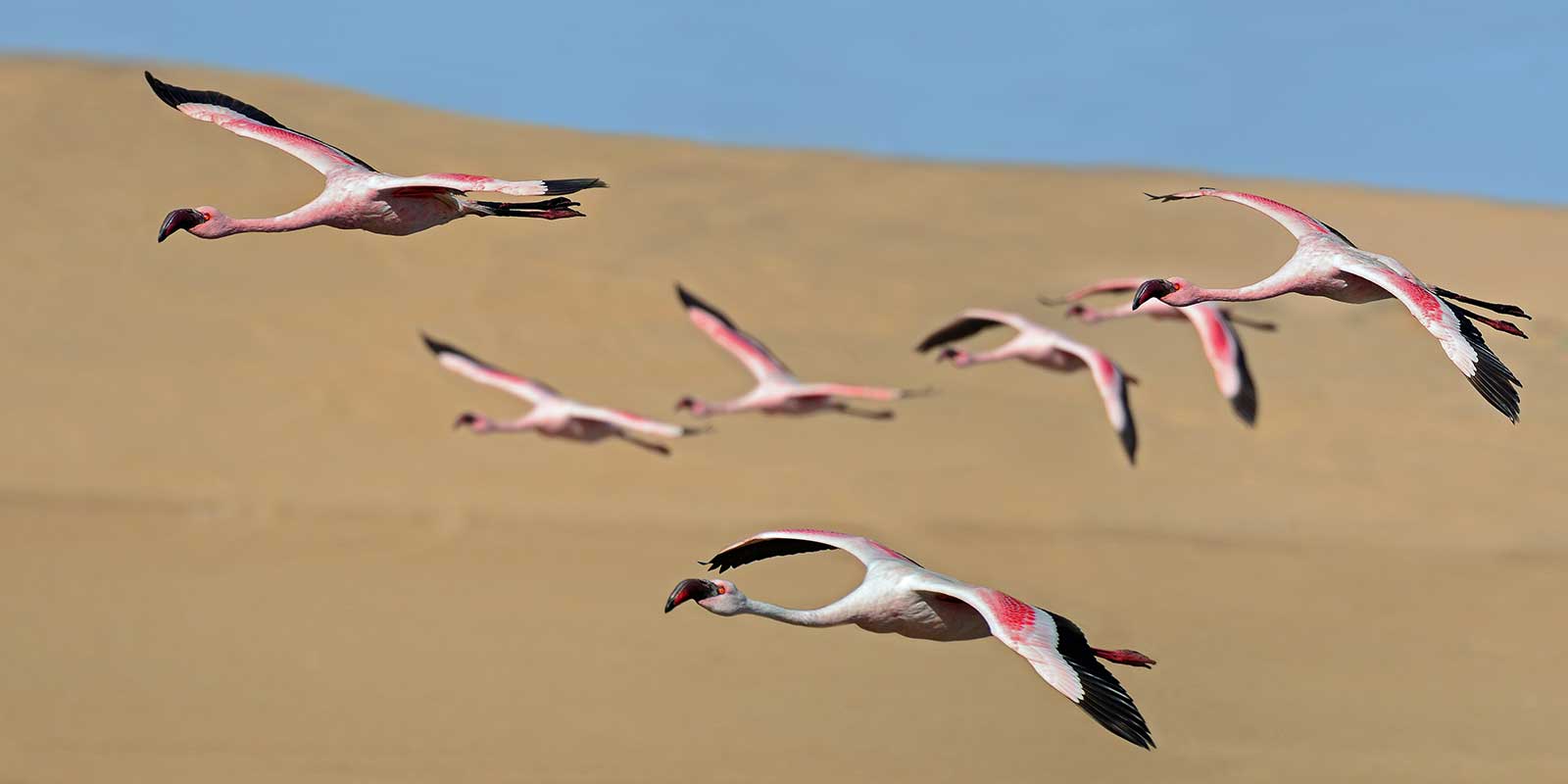 Lesser flamingo in flight over Walvis Bay, Namibia