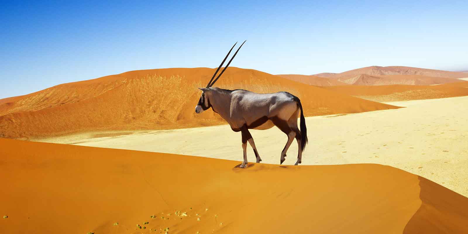 Oryx on sand dune in Namib Naukluft Park, Namibia