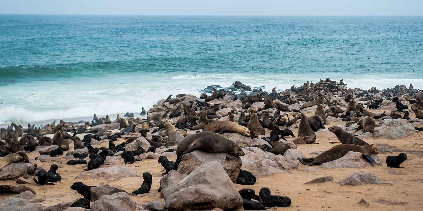 Cape cross seal colony in Skeleton Coast, Namibia