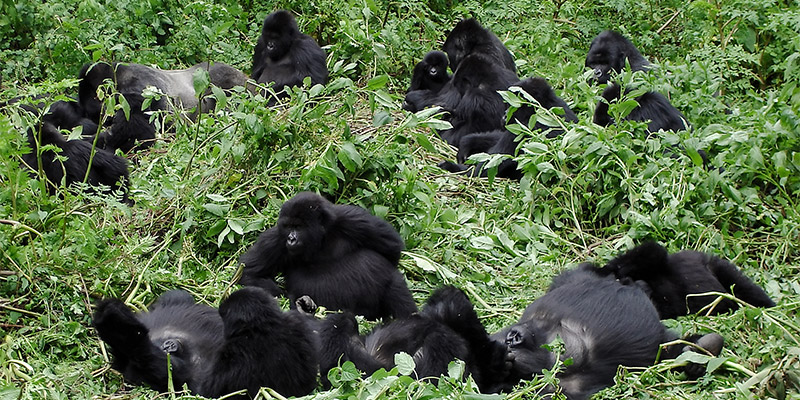 Gorilla family in Rwanda