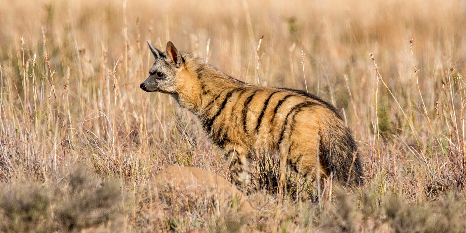 Aardwolf in South Africa
