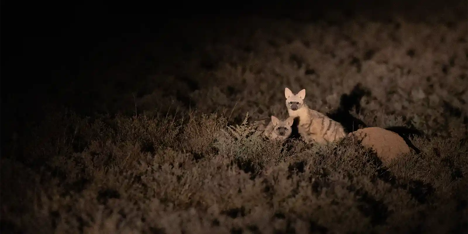 Aardwolf in South Africa