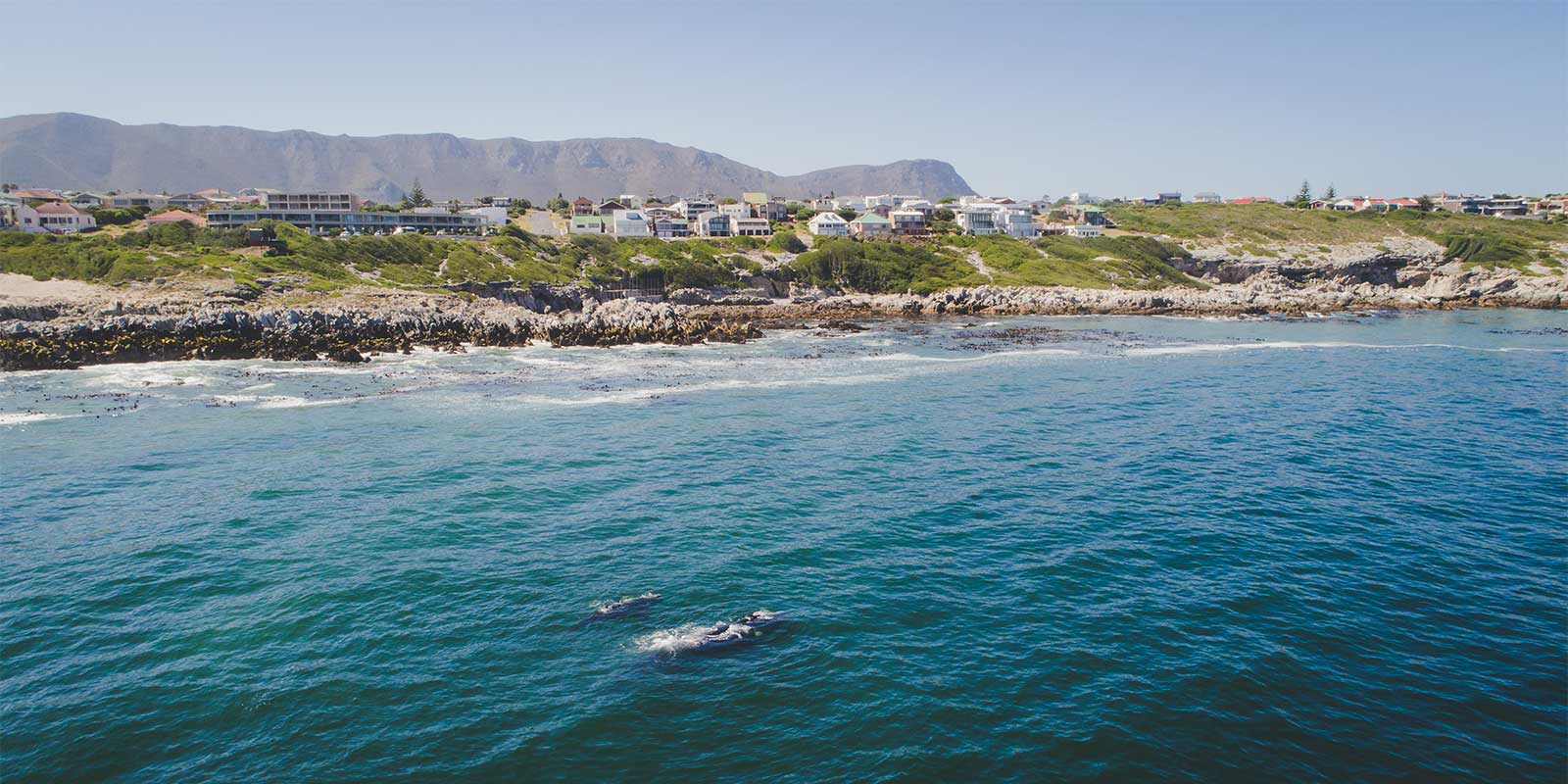 Aerial shot of a Southern right whale and calf near Hermanus, South Africa