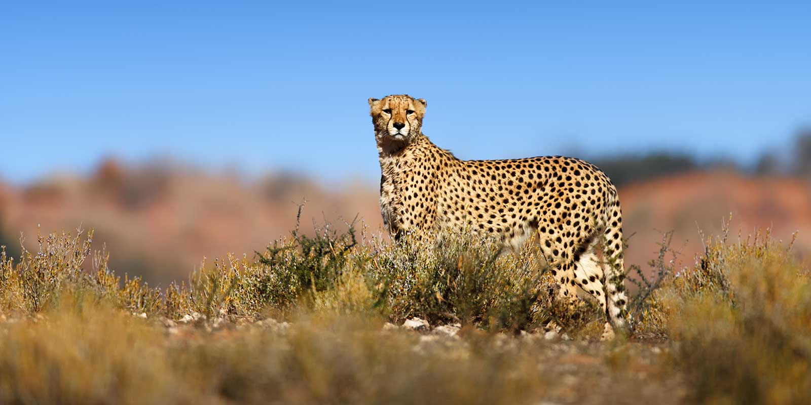 Cheetah on a hill in South Africa