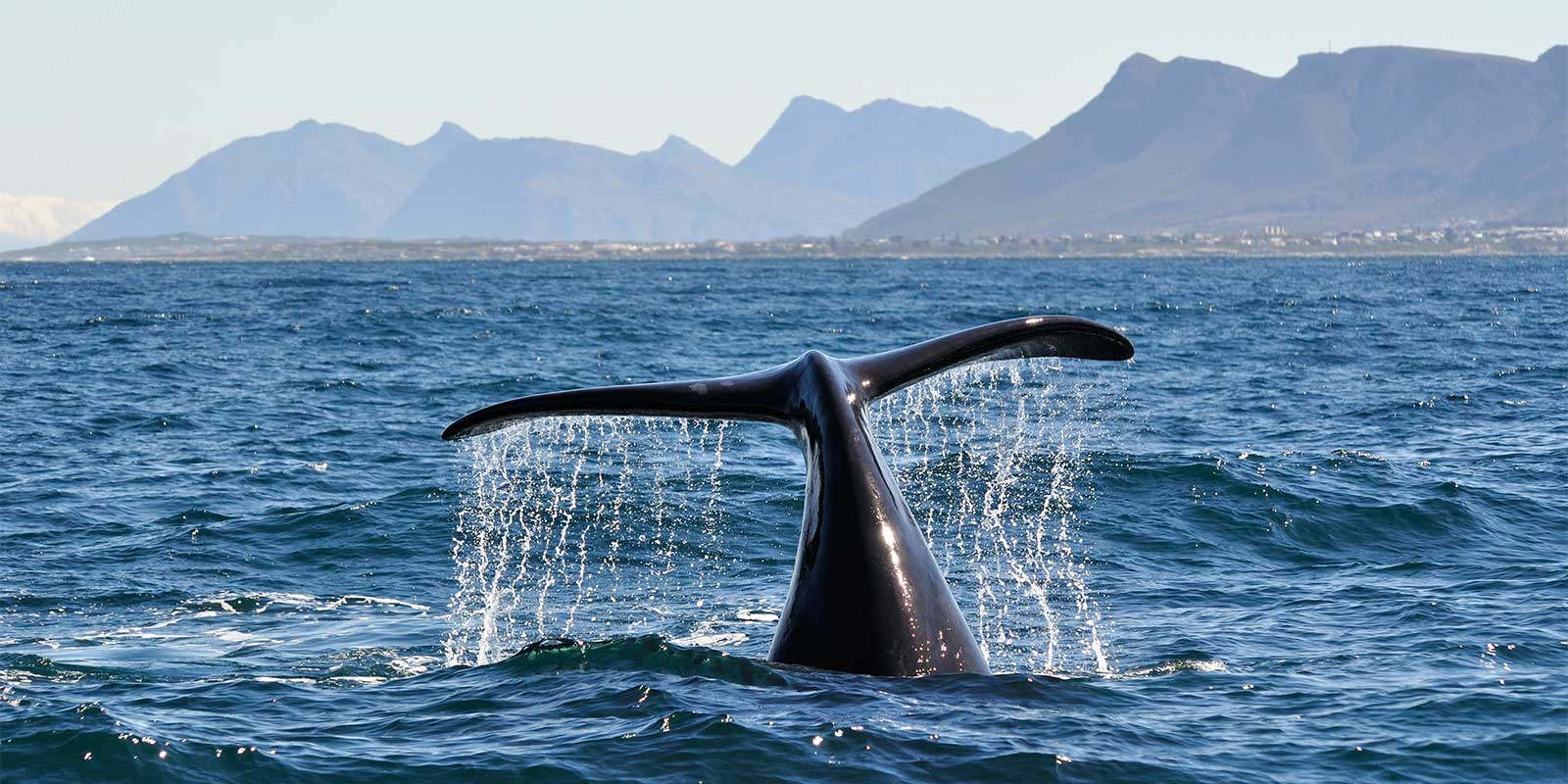 Southern right whale tail in Hermanus, South Africa