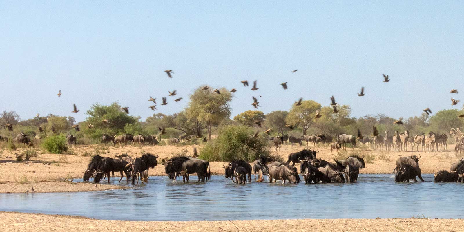 Waterhole in Kalahari Private Reserve, South Africa