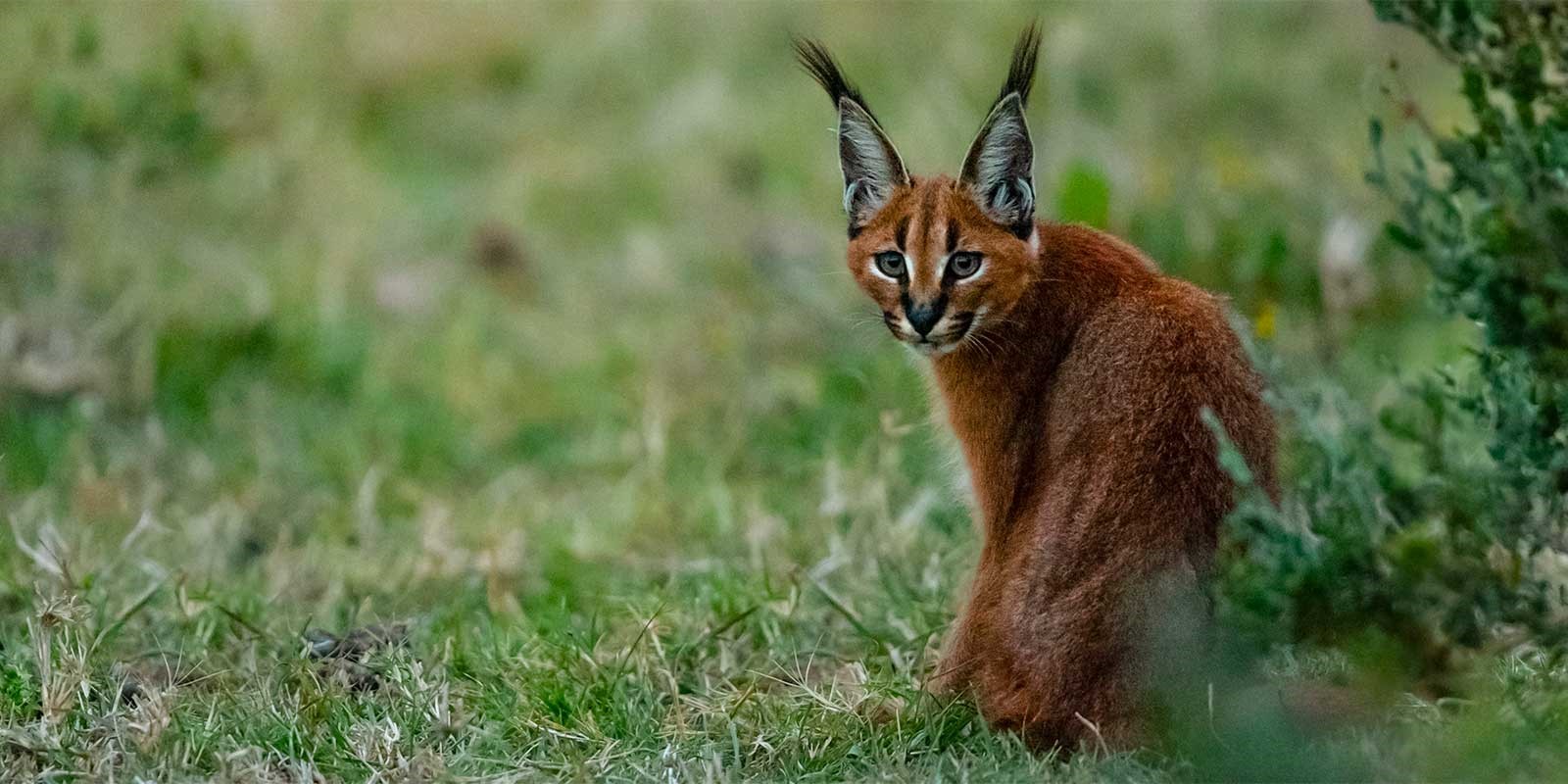 Caracal in Kariega Reserve, South Africa.