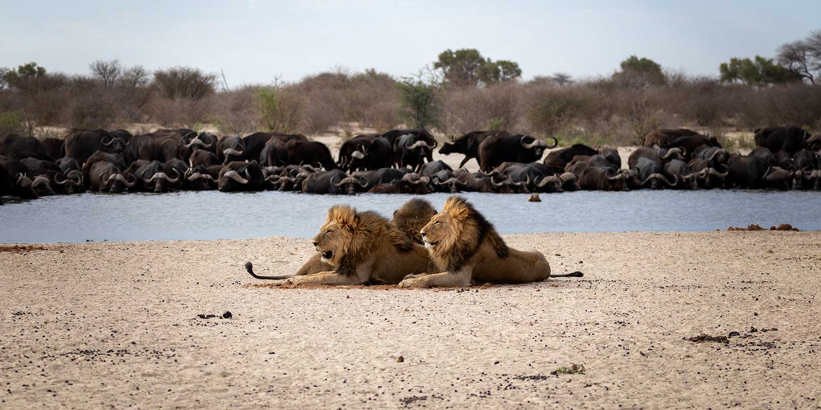 Lion and African buffalo in Kalahari Private Reserve, South Africa