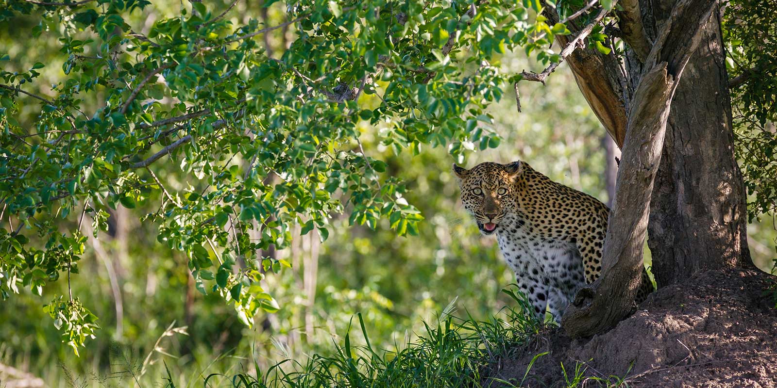 Leopard in MalaMala Game Reserve in South Africa
